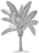 Palm